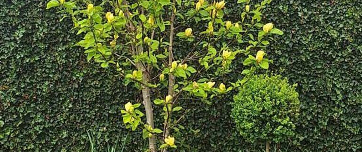 Huis te koop in Maaseik