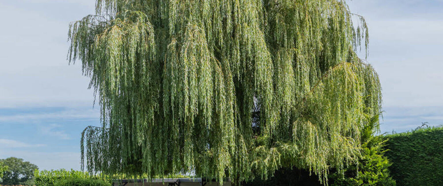 Villa te koop in Maaseik